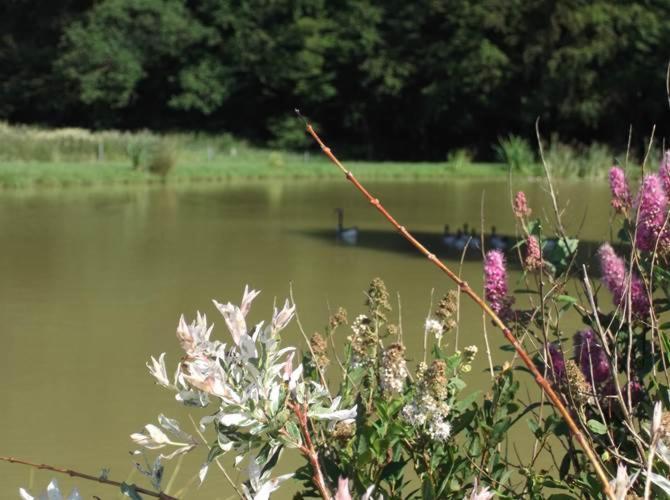 Le Maffe De Scourmont Villa Chimay Bagian luar foto